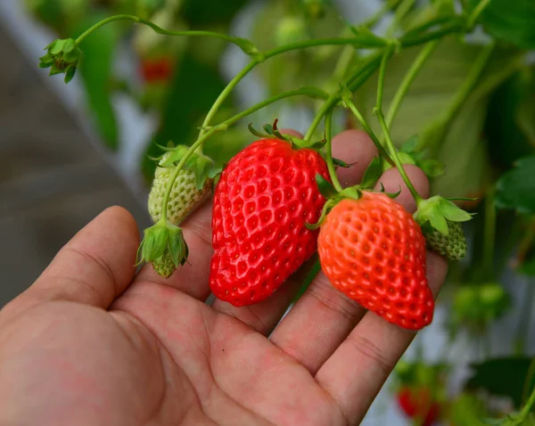 Strawberries grow a greenhouse — Stock Photo, Image