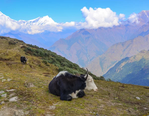 Yak noir sur la montagne au Népal — Photo