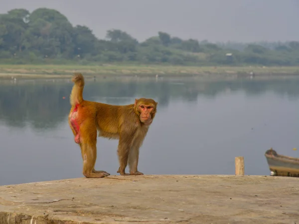 Un singe sauvage à Agra, en Inde — Photo