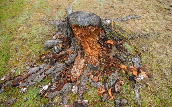 Martwe drzewo z zielonym mchem na szlaku spacerowym — Zdjęcie stockowe