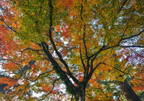 Herbstliche landschaft in nara, japan — Stockfoto
