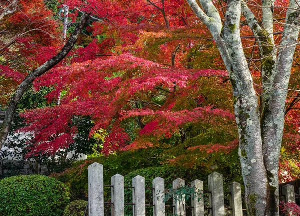 Cenário de outono de Kyoto, Japão — Fotografia de Stock