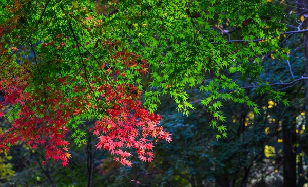 Paesaggio autunnale a Nara, Giappone — Foto Stock