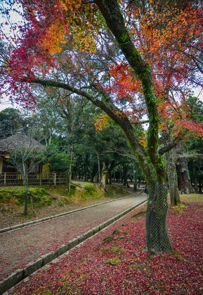 Podzimní scenérie v Nara, Japonsko — Stock fotografie