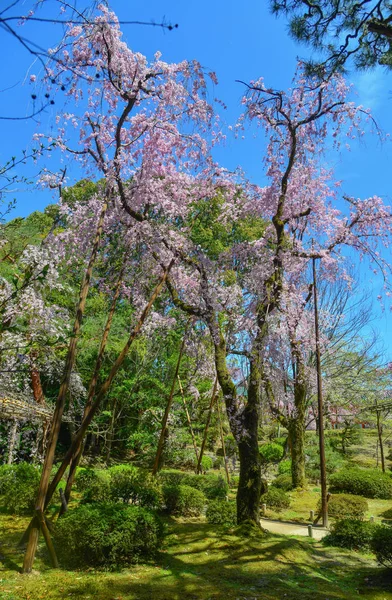 Flor de cerezo en Kioto, Japón —  Fotos de Stock