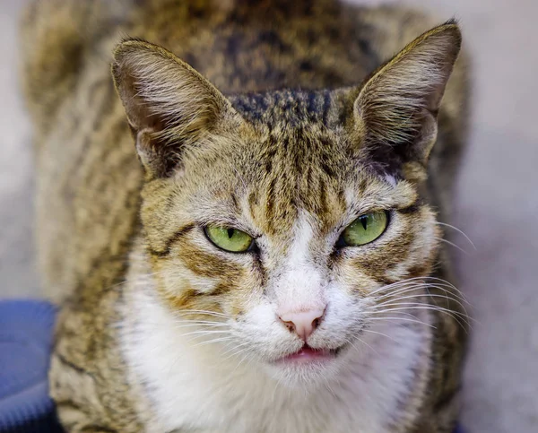 Gato mirando a la cámara — Foto de Stock