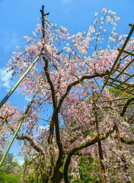 일본, 교토의 벚꽃 — 스톡 사진