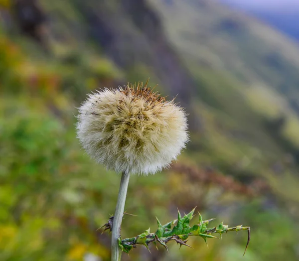 Uma flor selvagem na montanha — Fotografia de Stock