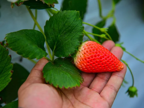 Strawberries grow a greenhouse — Stock Photo, Image