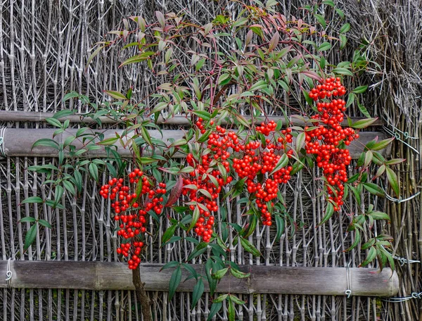Berinjelas vermelhas e frutas no jardim de outono — Fotografia de Stock