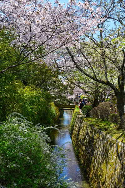 Cseresznyevirág Kiotóban, Japánban — Stock Fotó