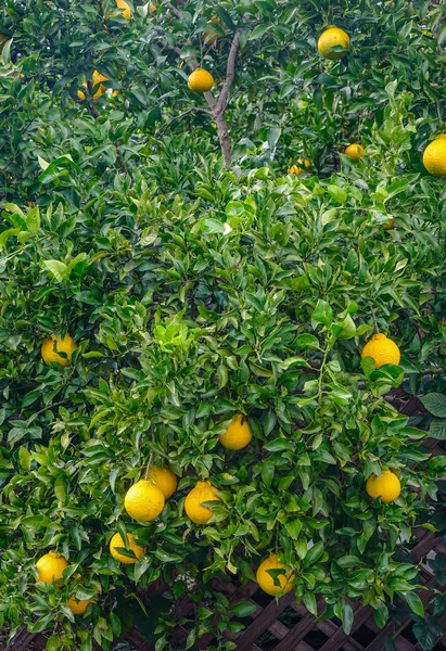Orange trees with fruits at garden — Stock Photo, Image