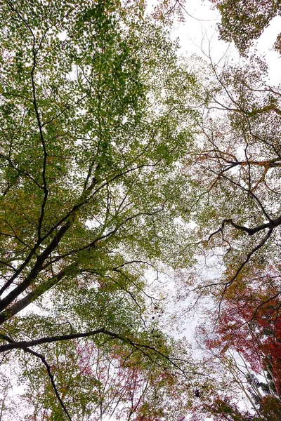 Paysage d'automne de Kyoto, Japon — Photo