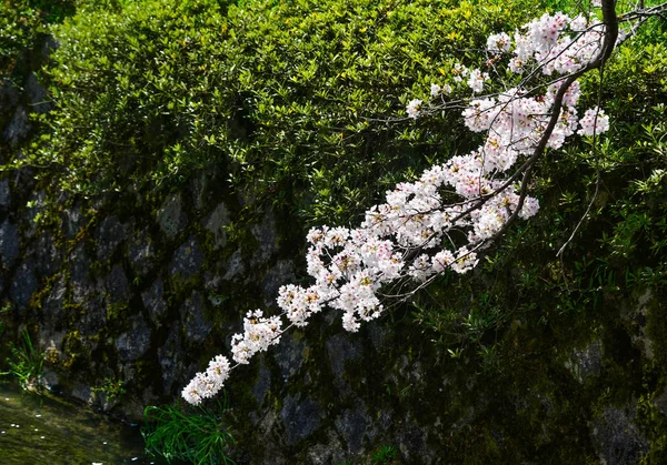 Flor de cereja em Kyoto, Japão — Fotografia de Stock