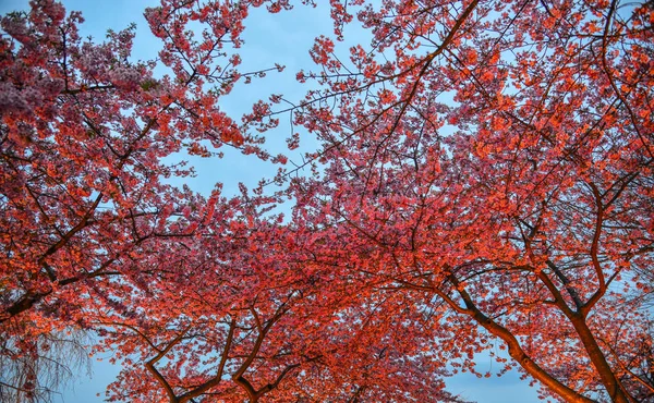 桜の夜景 — ストック写真