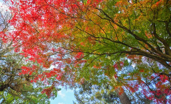 Paysages d'automne à Nara, Japon — Photo