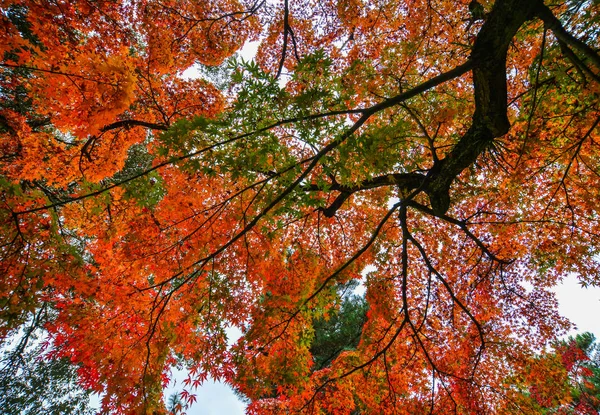 Paisajes otoñales en Nara, Japón — Foto de Stock