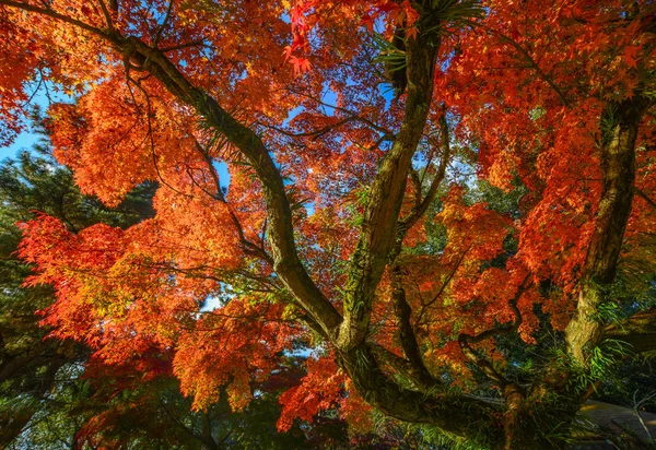 Cenário de outono em Nara, Japão — Fotografia de Stock