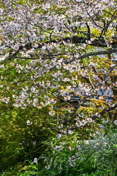 Цвіт вишні в Кіото (Японія). — стокове фото