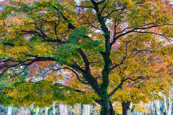 Herbstliche landschaft in nara, japan — Stockfoto