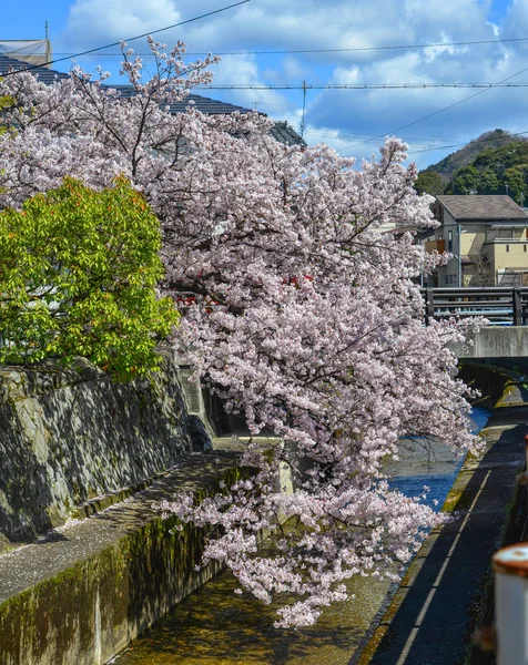 Kersenbloesem in Kyoto, Japan — Stockfoto