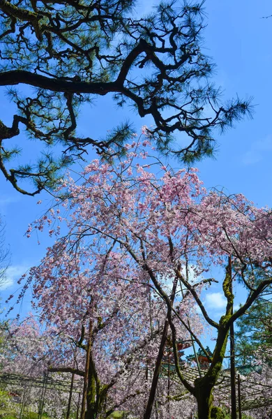 Άνθη κερασιάς στο Κιότο, Ιαπωνία — Φωτογραφία Αρχείου