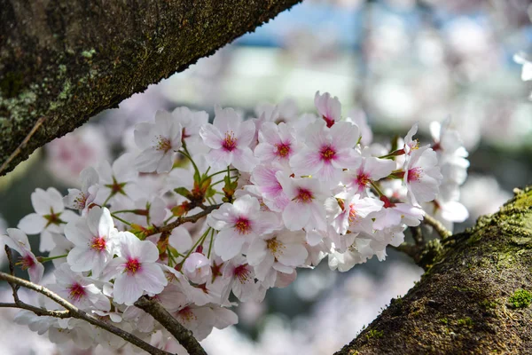 Flor de cereja em Kyoto, Japão — Fotografia de Stock