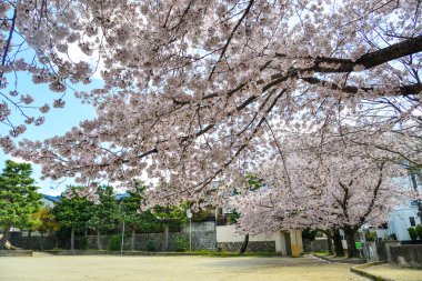 Japonya, Kyoto 'da kiraz çiçeği 