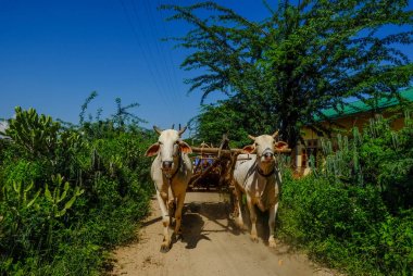 Kırsal yolda öküz arabası 