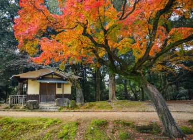 Nara'da sonbahar manzarası, Japonya 