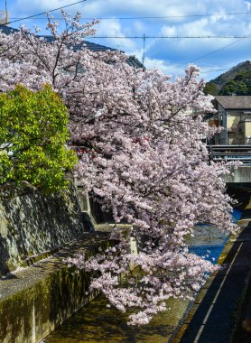 Japonya, Kyoto 'da kiraz çiçeği 