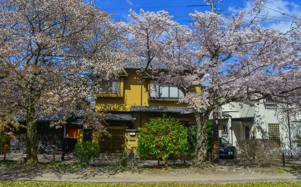 Třešňový květ v Kjótu, Japonsko — Stock fotografie