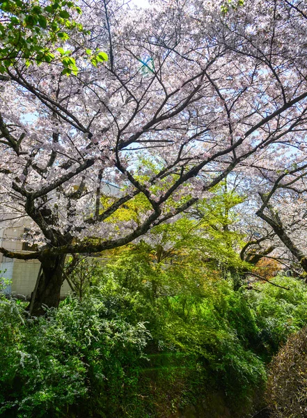 日本の京都の桜 — ストック写真