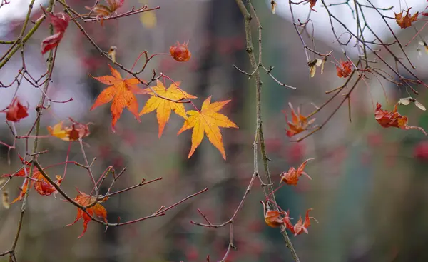 Cenário de outono de Kyoto, Japão — Fotografia de Stock