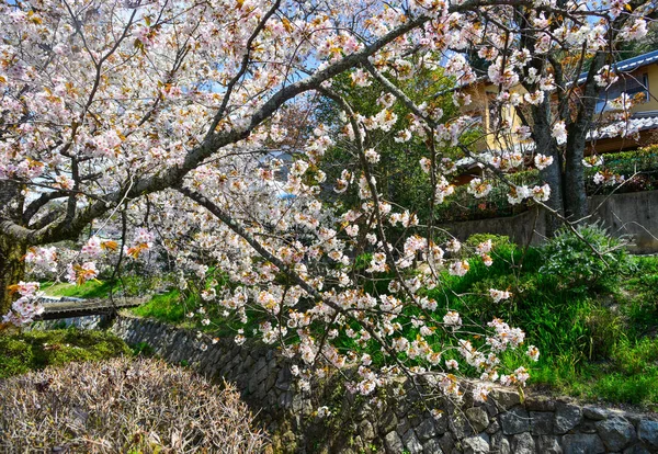 Flor de cereja em Kyoto, Japão — Fotografia de Stock