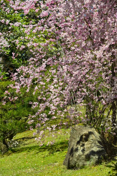 Kwiat wiśni w Kioto, Japonia — Zdjęcie stockowe