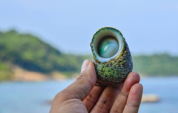 Snail with blue sea background 