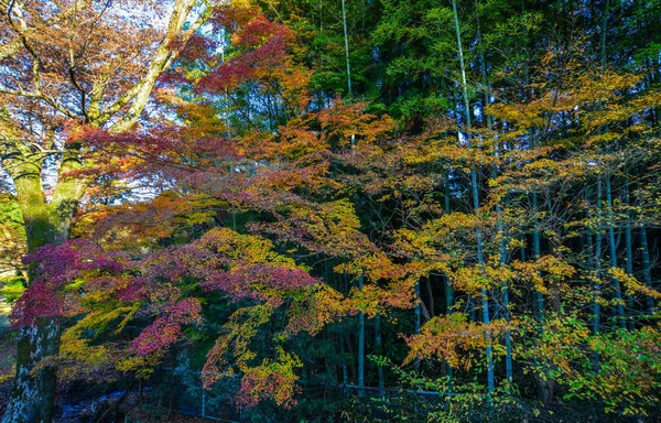 Cenário de outono em Nara, Japão — Fotografia de Stock