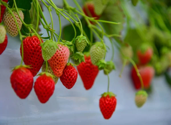 Οι φράουλες μεγαλώνουν ένα θερμοκήπιο — Φωτογραφία Αρχείου