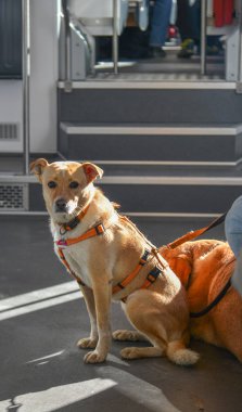 Güneşli bir günde trende oturan sevimli bir köpek.