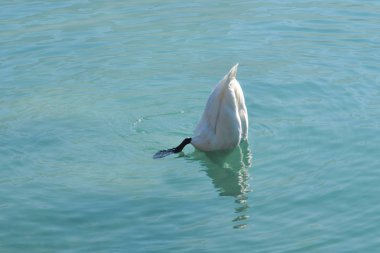 Güzel kuğu dağ gölünün kristal berraklığında suda yüzme.