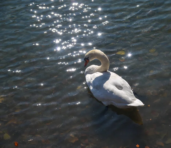 美丽的天鹅在山湖清澈的海水中游泳 — 图库照片