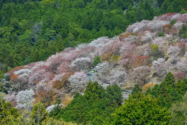 Třešňové Stromy Květiny Yoshino Parku Japonsku Jošino Velmi Populární Místo — Stock fotografie