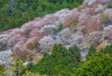 Yoshino Park, Japonya'da kiraz ağaçları ve çiçekler. Yoshino kiraz çiçeği sezonunda Hanami için çok popüler bir yerdir.