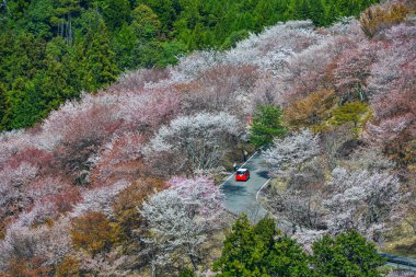 Yoshino Park, Japonya'da kiraz ağaçları ve çiçekler. Yoshino kiraz çiçeği sezonunda Hanami için çok popüler bir yerdir.