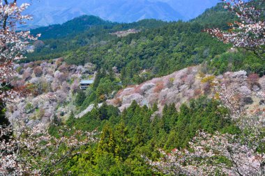 Yoshino Park, Japonya'da kiraz ağaçları ve çiçekler. Yoshino kiraz çiçeği sezonunda Hanami için çok popüler bir yerdir.