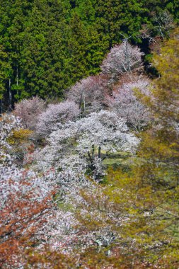 Yoshino Park, Japonya'da kiraz ağaçları ve çiçekler. Yoshino kiraz çiçeği sezonunda Hanami için çok popüler bir yerdir.