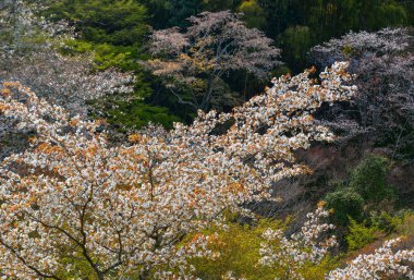 Yoshino Park, Japonya'da kiraz ağaçları ve çiçekler. Yoshino kiraz çiçeği sezonunda Hanami için çok popüler bir yerdir.