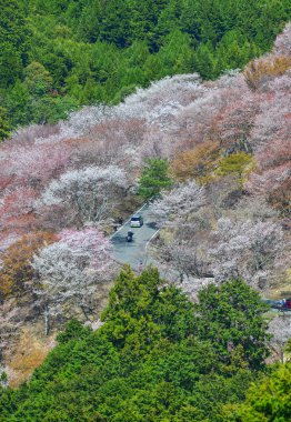 Yoshino Park, Japonya'da kiraz ağaçları ve çiçekler. Yoshino kiraz çiçeği sezonunda Hanami için çok popüler bir yerdir.