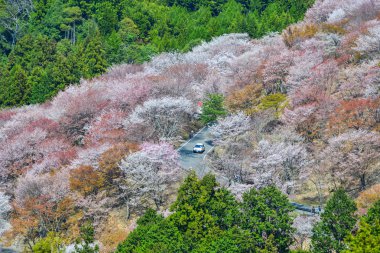 Yoshino Park, Japonya'da kiraz ağaçları ve çiçekler. Yoshino kiraz çiçeği sezonunda Hanami için çok popüler bir yerdir.